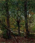 Trees and Undergrowth  by Vincent Van Gogh